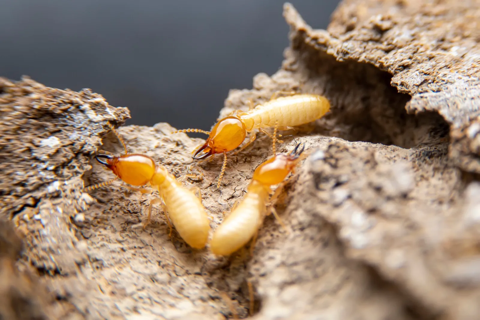Termites on wood they have tunnelled through